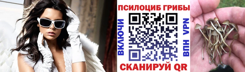 где можно купить наркотик  Пестово  Галлюциногенные грибы Psilocybe 